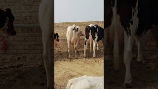 Godara Dairy Farm 91 96496 98285 [upl. by Skippie]