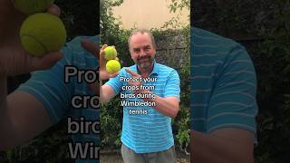 How to protect your crops from birds using tennis balls wimbledontennis wimbledonfinal wimbledon [upl. by Adiahs]