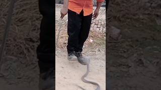 Cobra Snake Hendling viralvideo snake cobra reels funny venomouscobra trending [upl. by Ginnifer]