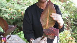 Beginners guide to Canna lily propagation  Dividing the tubers [upl. by Phillane]