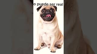 Historia De Animales Parte 2 viral cat humor dog edit capcut [upl. by Erna]