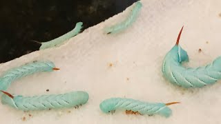 Hornworm babies… now what do I do with them [upl. by Freberg]