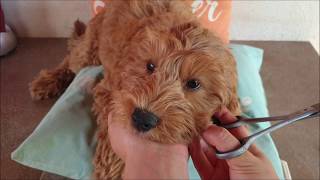 Australian Labradoodle puppys leash amp grooming training [upl. by Nanete]