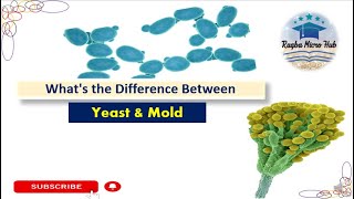 Yeast vs Mold yeast mold difference microbiology raqbamicrohub [upl. by Eilarol]