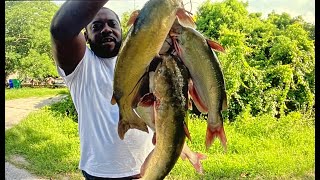 Huge Catfish Catch Clean amp Cook [upl. by Yznyl99]