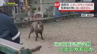 市街地に二ホンカモシカ出没…警察や猟友会など４０人が出動し捕獲作戦展開！（静岡・島田市） [upl. by Gerianne815]