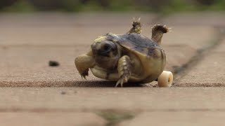 Baby Tortoise on Wheels Gets a Second Chance at Life  All Good [upl. by Aihppa927]