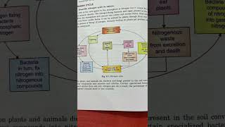 Nitrogen cycle  nitrogen gas  ctet science paper 2  shorts [upl. by Meri]