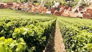 Schaumwein Sekt Champagner und Prosecco  Die Weinexperten [upl. by Gromme]