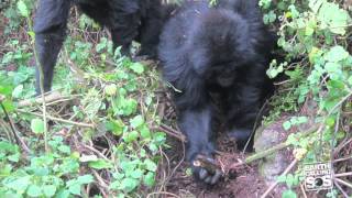 Gorillas Fight Back Against Loathsome Poachers [upl. by Greenwald]