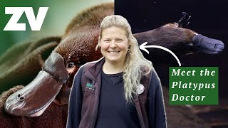 Meet the Platypus Doctor  Understanding Australia’s most secretive animal [upl. by Tamberg967]