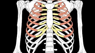 Anterior Thoracic wall [upl. by Arakaj285]