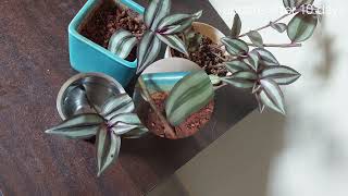 growing wandering jew from cuttings in water and soil gardening wanderingjew [upl. by Adnerak]