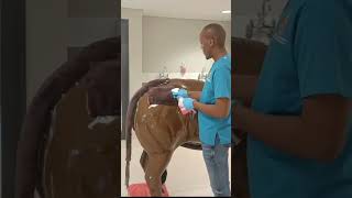 Intramuscular injection of gluteal muscle bull [upl. by Sonnnie]