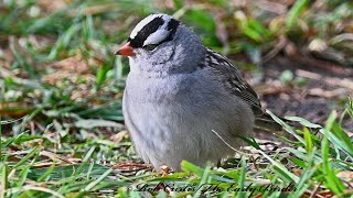 Zonotrichia leucophrys WHITECROWNED SPARROW feeding very close 3047428 [upl. by Padraig]