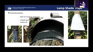 Lampshade Traps for Egg Masses  SLF Summit 2024 [upl. by Emie]