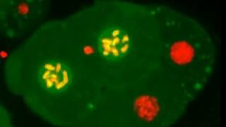 Division of an early C elegans embryo [upl. by Dave]