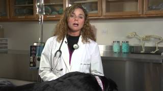 How to Treat Bloating amp Farting in a Dog  Dogs Health [upl. by Neom]