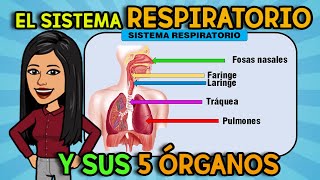 El SISTEMA RESPIRATORIO  5 ÓRGANOS I RESUMIDO [upl. by Yorke213]