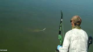 Bowfishing Recurve Common Carp spawn 2024 May31 [upl. by Yolanda]