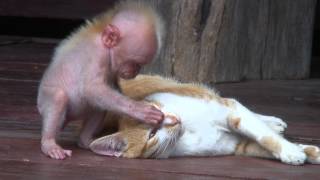 Quand singe et chat se font un calin [upl. by Auhel879]