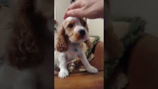 Cavalier King Charles Spaniel Puppies [upl. by Ainaznat]