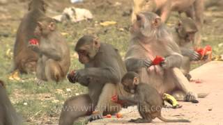 Rhesus macaques eating Pomegranate [upl. by Emmalee]