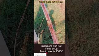 Effective Control of Red Rot Near Maturity in Sugarcane  Cyber Agri Extension  رتا روگ کا علاج [upl. by Anirehs288]