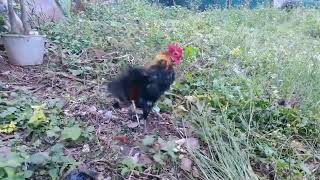 My Lovely Rooster Pet So Cool 😎 [upl. by Muscolo]