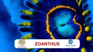 ZOANTHUS  Por Thiago BARRAK [upl. by Assirod]