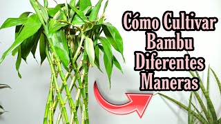 2 Formas de cultivar bambu en agua [upl. by Onileva]