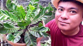 ASPLENIUM NIDUS cobra fern birds nest fern [upl. by Harilda284]