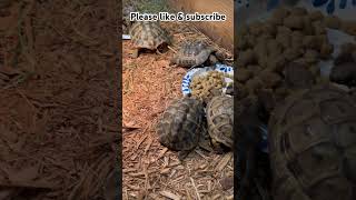 Hermanns tortoise 🐢 hermannstortoise hermann tortoise turtle reptiles swetlandtortoises [upl. by Aizan]