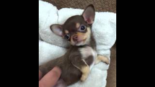 Micro teacup Chihuahua puppies for sale [upl. by Nnylannej247]