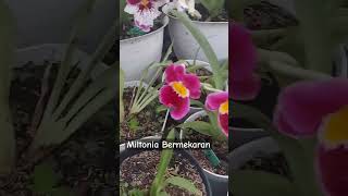 Anggrek Miltonia Bermekaran [upl. by Shiller]