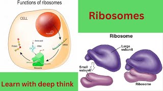 Structure and functions of ribosomes Ribosomes kaya kam karty hein [upl. by Ahsinor581]