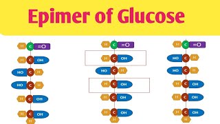 Epimer of Glucose Difference in Glucose amp Mannose Difference in Glucose amp Galactose [upl. by Drofub379]