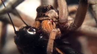 Wolf Spider Chewing on Cricket [upl. by Nuy]