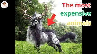 Top 10 Most Expensive Animals in the World  Amazing Animals [upl. by Acir]