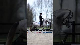 Dressage stallion does cavaletti work LIKE A BOSS 😦 [upl. by Santini]