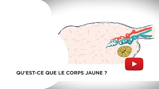 Questce que le corps jaune [upl. by Oicinoid]