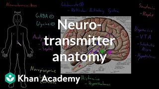 Neurotransmitter anatomy  Organ Systems  MCAT  Khan Academy [upl. by Yauqaj700]