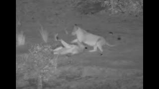 Unknown Lionesses on the Olifants river bank [upl. by Sitnerp559]