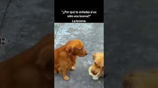 Los perros se toman muy en serio las bromas 😂🐶 [upl. by Saduj155]