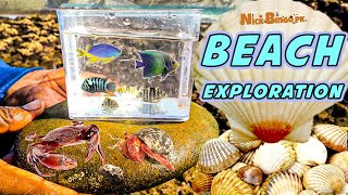 Beach Exploration Reef Creatures Discovery  Nick Bingo pk [upl. by Aehtna703]