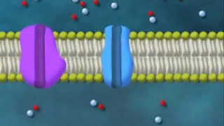 biologiecellulaire   La cellule  membranes plasmiques  gradient de concentration [upl. by Mylo]