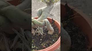 adenium cordex growth care bonsai ytfeed plants adeniumbonsai nature music song shorts [upl. by Atteroc]