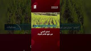 الفاو تحذر من غزو قادم للجراد في اليمن قناةالجمهورية أخباراليمن yemen [upl. by Zandra]