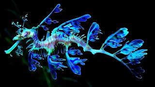 10 Most Beautiful Seahorses In The World [upl. by Anipsed]