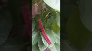 Acalypha hispida viralvideonature youtubeshortsplantslove [upl. by Adnylg]